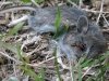 Ant Enjoys Dead Mouse Dinner