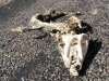 Javelina Roadkill Big bend Ranch Texas State Park