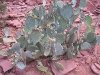 Arizona cactus plant
