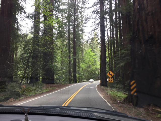 Humboldt County RVing Redwoods