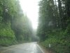 US HWY 101 California Big Redwood Trees