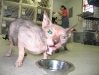 Ungrateful Sphinx cat during feeding time at Safe Harbor