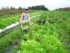 Harvesting Fresh Organic Lettuce Mix