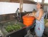 Washing fresh picked lettuce mix