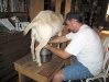 Milking Fanny the goat in the farm house