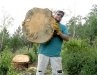 Jim holds Ponderosa Pine slab after falling tree