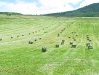 Workamping at Vickers Ranch means haying