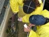 Rene takes scale samples as workamper for a day at the Oregon Hatchery Research Center