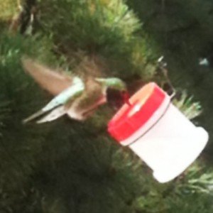 Easy DIY Hummingbird Feeder for RVers and Tiny House Dwellers DIY hummingbird feeder for RVers