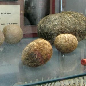 We Brake for Hairballs and Other Oddball Attractions, Do You? Largest-Hairball-Collection-Veterinary-Museum-Columbia-CO