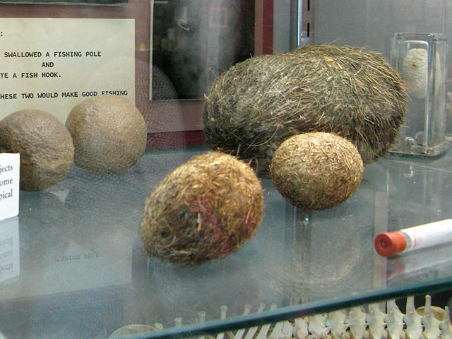 Largest Hairball Collection Veterinary Museum Columbia, CO