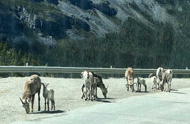 animals on the alaska highway