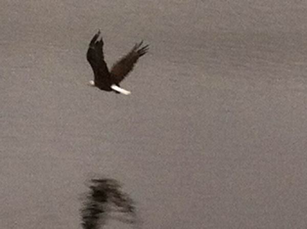 Crystal Lakes Bald Eagle