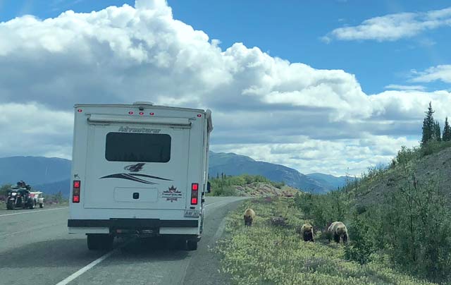 Alaska Highway Grizzly Encounter