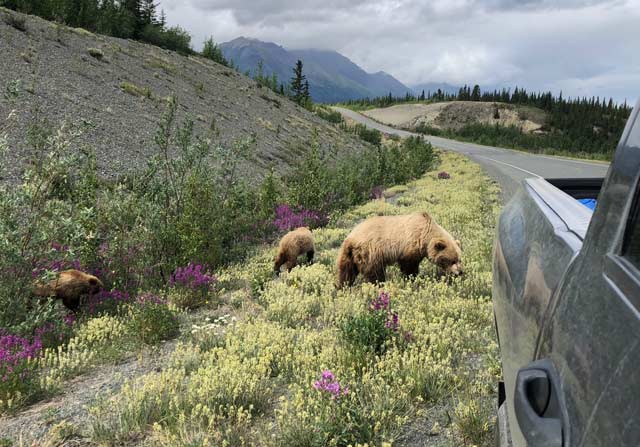 best wildlife pics on the Alaska Highway