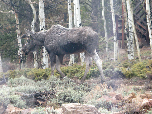 Cow Moose Outside Our Kitchen Window