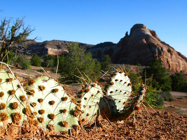 Dewey Utah Wild Cactus