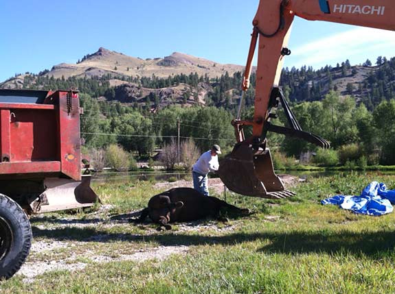 dead horse disposal ranch workamping