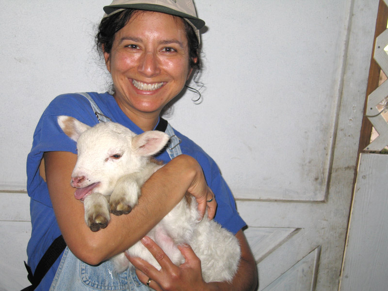 baby lamb at organic farm workamping job