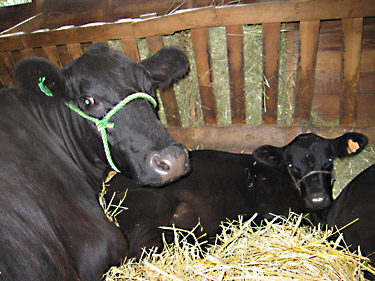 County Fair Cows