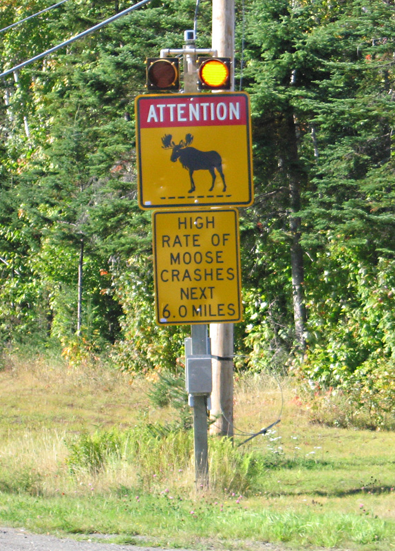 Beware of Moose in Maine