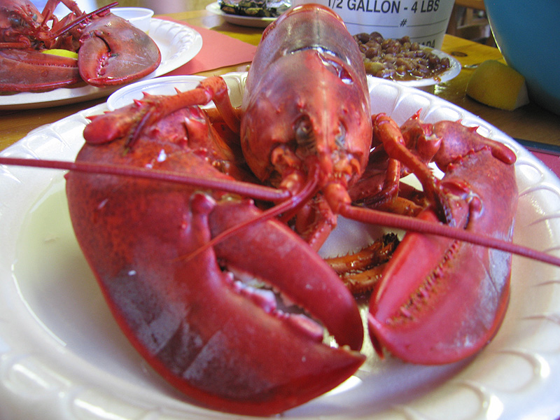 Maine Lobster Diiner