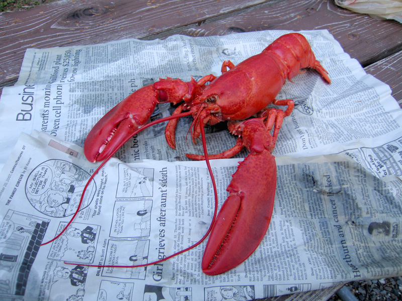 Fresh Cooked Maine Lobster