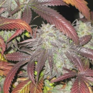 The Truth About Cannabis Tourism Humboldt-Cannifest-2017-Grean-Bicycles-Pot-Plant